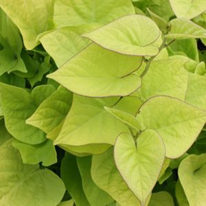 Ipomoea Batatas Sweetheart Light Green (163)